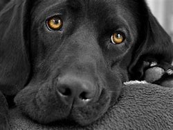 Image result for black labrador